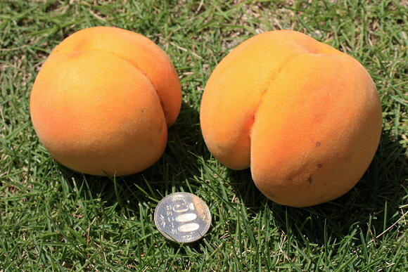 ボトン！と落ちてしまったので完熟でしょう！ りるる猫屋さんのレモン部日記のサムネイル