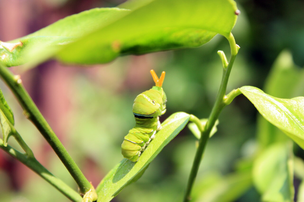 来なくてもいい来客が沢山来ていました。 りるる猫屋さんのレモン部日記のサムネイル