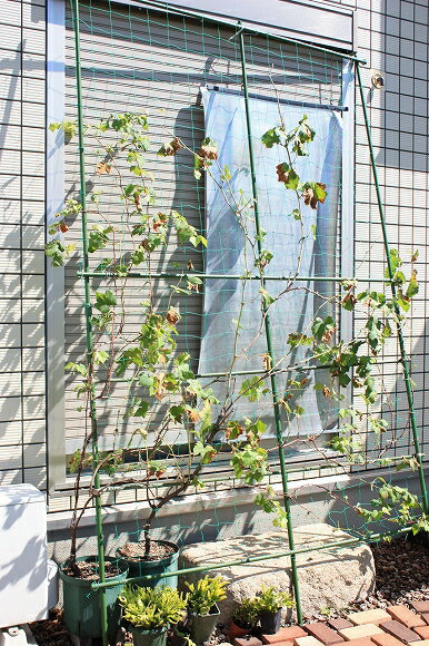 こんな事があるんですねぇ。 りるる猫屋さんのレモン部日記のサムネイル