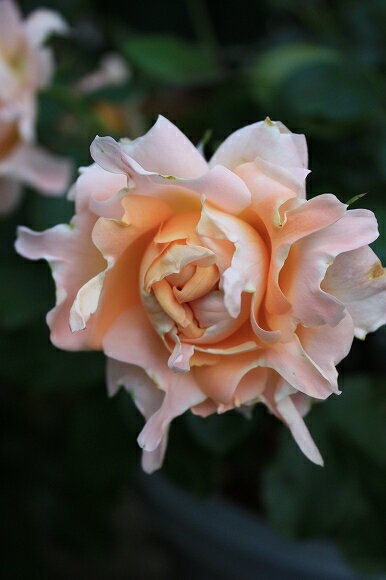 花弁の変化が凄すぎます りるる猫屋さんのレモン部日記のサムネイル