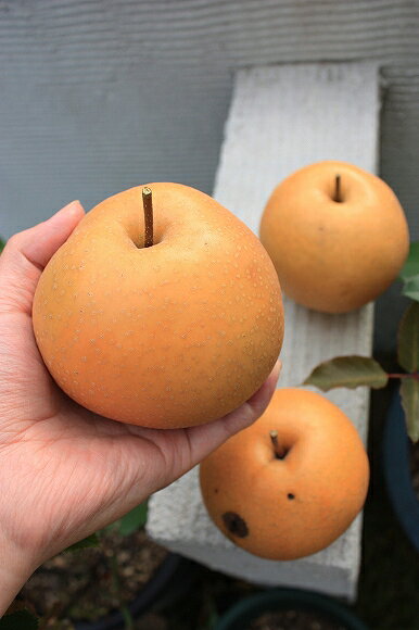 最終的に収穫した実の数は5個。 りるる猫屋さんのレモン部日記のサムネイル