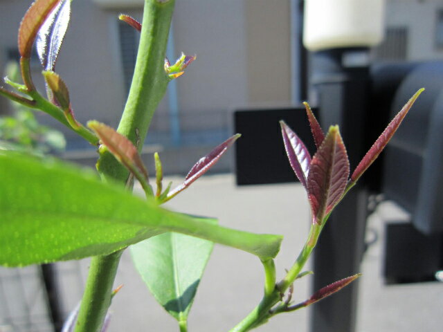 いっ〜ぱい新芽を付けてくれました！ ヤッタ〜♪ アチシさんのレモン部日記のサムネイル