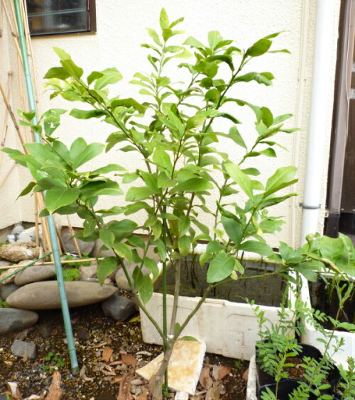 去年はこの芽がゴミにしか見えなかったなあ。 あずきさんのレモン部日記