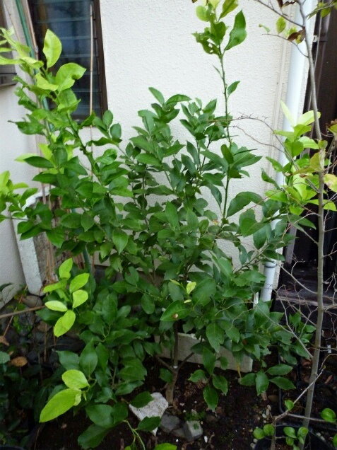 夏の間にぐんぐん伸びたレモンちゃん。 あずきさんのレモン部日記のサムネイル