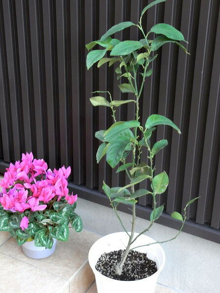 花は夏前に一度付いたけれど実はならなかったな〜。 ハッチさんのレモン部日記のサムネイル