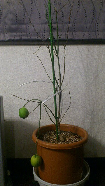 年末できなかった大掃除をしたら、やっちまった (@_@) 益パパさんのレモン部日記のサムネイル