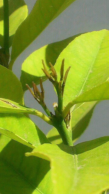 日光浴が気に入ったらしく「小さい手」が開きました♪ もっちさんのレモン部日記のサムネイル