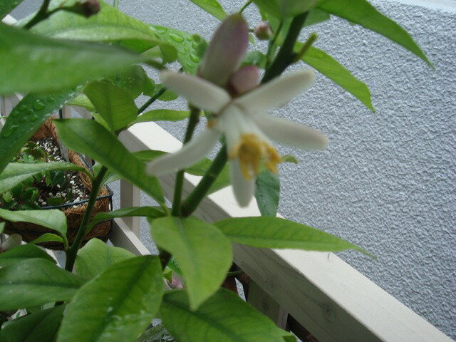 ついに開花しました〜〜♪ もっちさんのレモン部日記