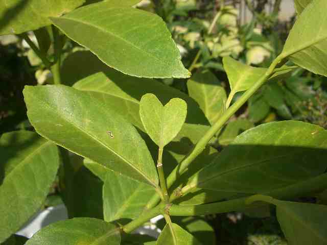 無事に到着していました NANAさんのレモン部日記のサムネイル