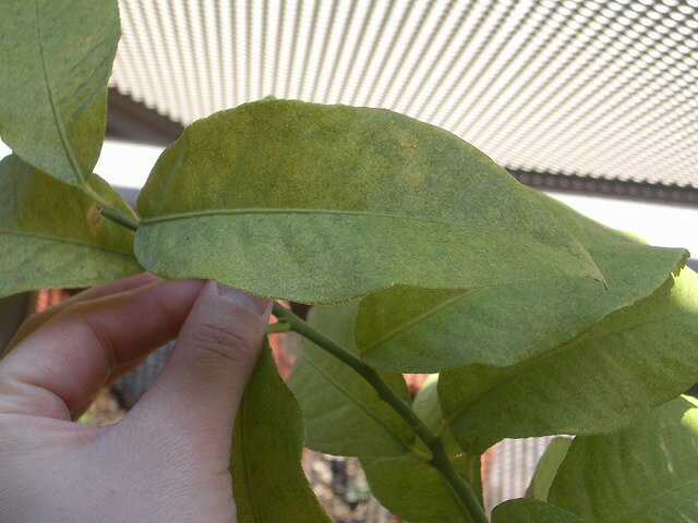 今葉っぱは、全体的に添付写真みたいな感じで、すこしまだら模様？です。 レモンチェッロさんのレモン部日記のサムネイル