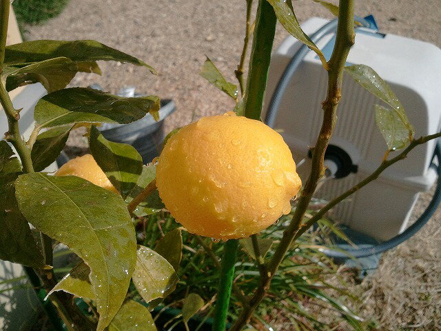 艶やかで黄色いお色目のレモンです。 さんきゅーさんのレモン部日記のサムネイル