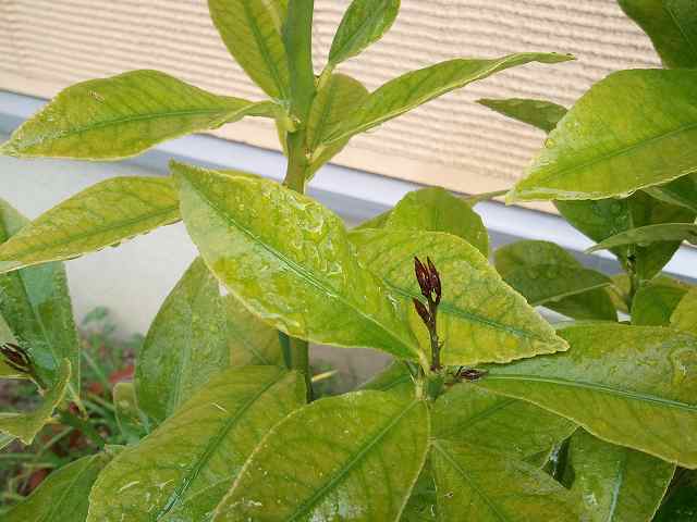 育っています。 さんきゅーさんのレモン部日記のサムネイル