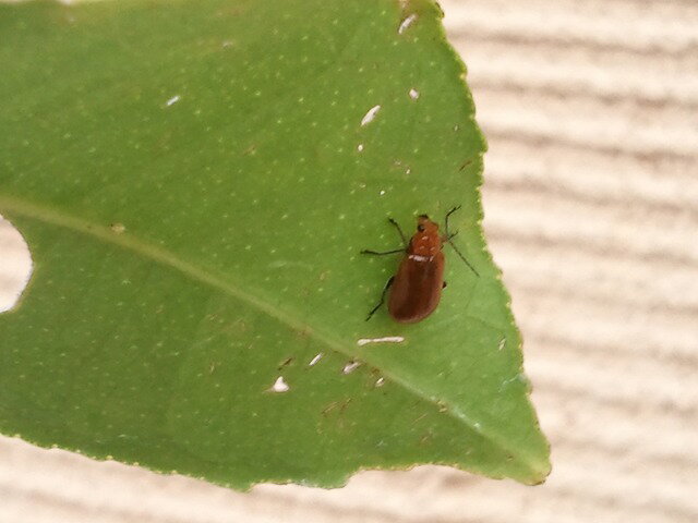 お久しぶりです。私は生きています。 さんきゅーさんのレモン部日記のサムネイル