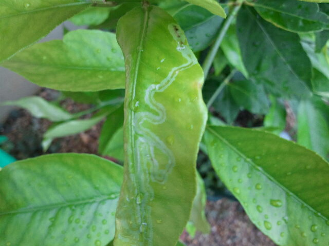 何かナメクジのようなものが這った後のような・・・ さんきゅーさんのレモン部日記のサムネイル