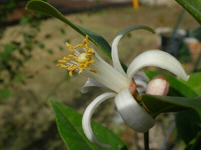 可愛い花がたくさん咲いてくれました。 オリバーさんのレモン部日記のサムネイル