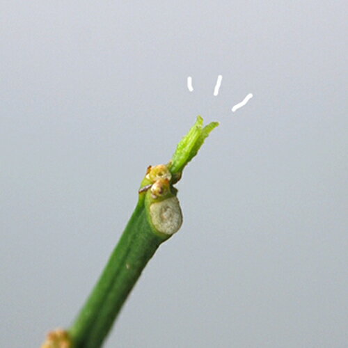 やっと、新芽が確認出来ました！ りり♪さんのレモン部日記のサムネイル