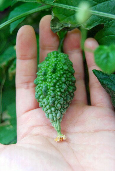 早速土増ししたレモンに速効性肥料を施してみました りり♪さんのレモン部日記のサムネイル