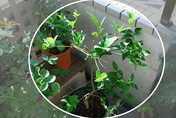 レモン君の頭のてっぺん辺りの葉に、なにやら糞？のようなものが・・・ りり♪さんのレモン部日記のサムネイル