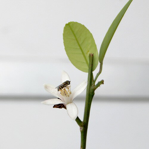 毎日、ベランダに出ていますが、レモンの花の香りには本当に癒されます りり♪さんのレモン部日記のサムネイル