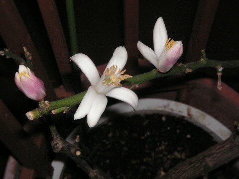 今日、開花してしまいました。 ハニーさんのレモン部日記のサムネイル