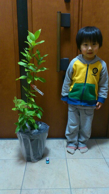 名前はぎんのすけに決定しました。 はなさんのレモン部日記のサムネイル