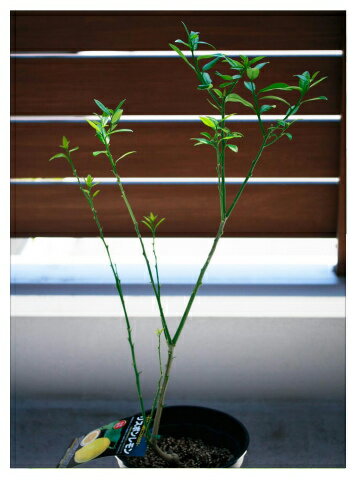 葉を摘んでみました。 ふるさんのレモン部日記のサムネイル