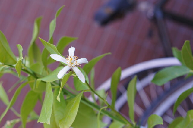 こんにちは、こんにちは！ふたつめの花が咲きました！ Kayokoさんのレモン部日記