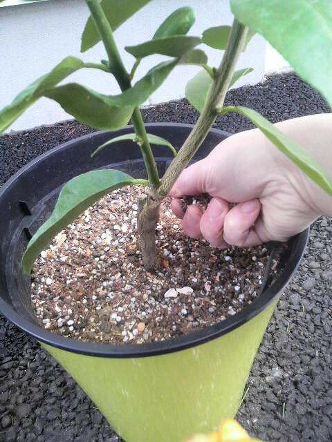 棘カットと施肥と水やりと葉っぱの観察をやりましたよ〜ヽ(^o^)丿 miku*さんのレモン部日記のサムネイル