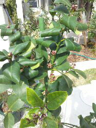 残った葉っぱが丸まってる！！ りくちゃんのレモン部日記のサムネイル