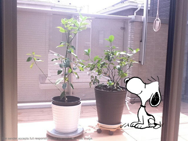 我が家は主人が実がなると楽しいだろう さゆりさんのレモン部日記のサムネイル