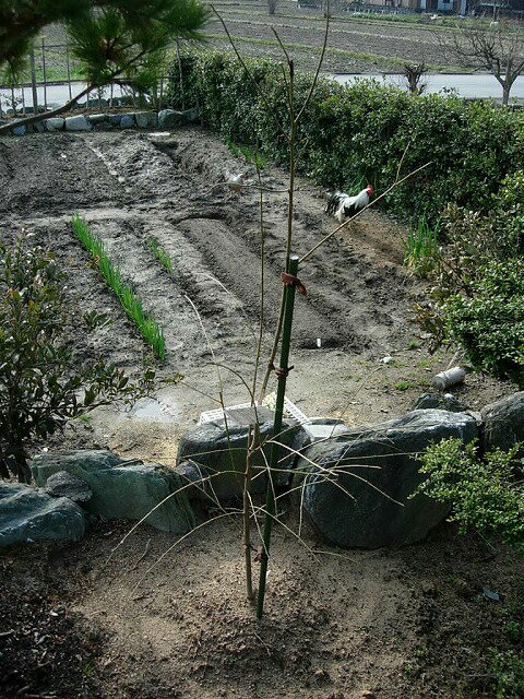 ちょっとレモン部日記を提出する練習。 そよ風さんのレモン部日記のサムネイル