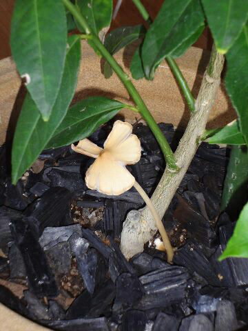 キノコです！ キノコが育っています！！ そよ風さんのレモン部日記のサムネイル