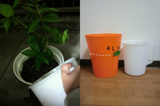 ガーン、ガーン、ガーン、ショーック！ とーさんのレモン部日記のサムネイル