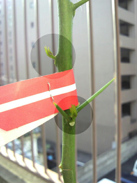 むむむ…、これは…、もしや… とーさんのレモン部日記のサムネイル