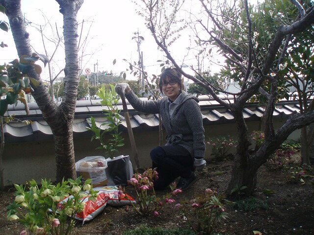 大きく成れよ〜！ ウラシマさんのレモン部日記