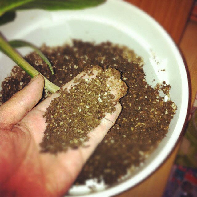 毎日、土に触っっていると乾き具合が何となくわかりますね。 ヨナーイさんのレモン部日記のサムネイル