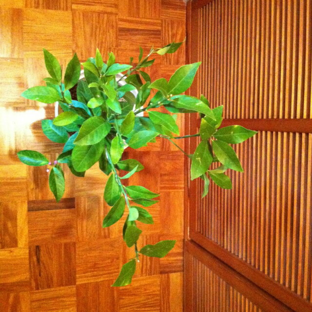 大リーグボール養成ギブス ヨナーイさんのレモン部日記のサムネイル