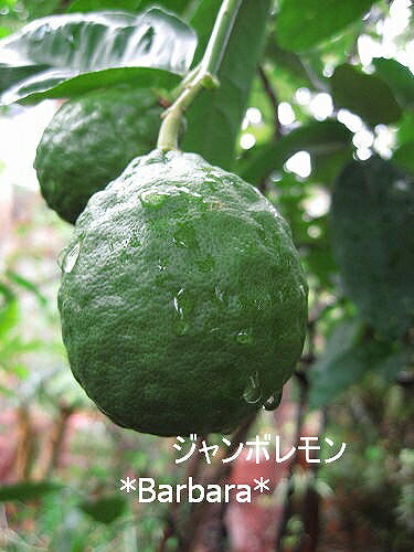 花が全部落ちてしまい実がなりませんでした バーバラさんのレモン部日記のサムネイル