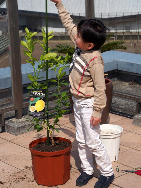 先週末に植え替えをしてみました。 パパげーのさんのレモン部日記のサムネイル