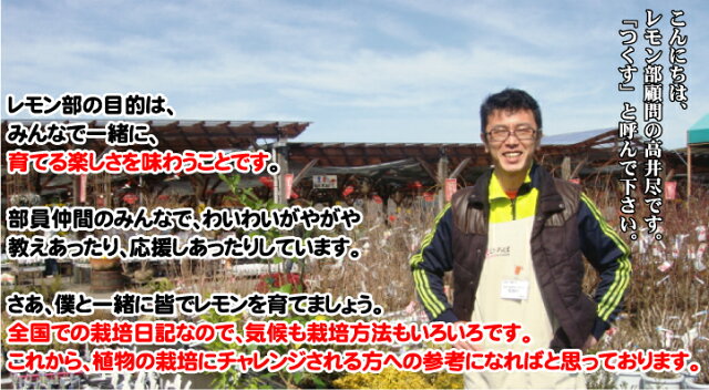 楽天市場 花ひろば学園 レモン部top 苗木部 by 花ひろばオンライン 楽天市場 花ひろば学園 レモン部top 苗木部 by 花ひろばオンライン