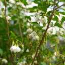 エゴノキ 株立ち （白花） 根巻き 