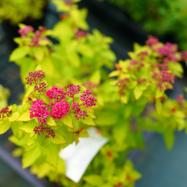 シモツケの通販口コミおすすめランキング 花 園芸 エクステリア ツカエル 商品検索