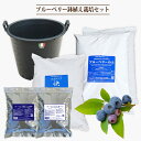 鉢植え栽培セット ブルーベリー 3年生用 ブラックナーセリーポット
