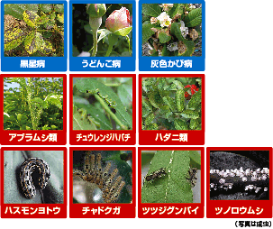 マイローズ ベニカXファインスプレー ばらの害虫と病気に 950ml 住友化学園芸 殺虫 殺菌剤 【アブラムシ・チュウレンジハバチ・ハダニ類・黒星病・うどんこ病】【資材】