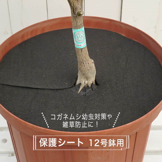 コガネムシの幼虫予防カバー 12号用 (直径39cm） 雑草・ネキリムシの防止不織布 【資材】 【ネコポス対応可能】