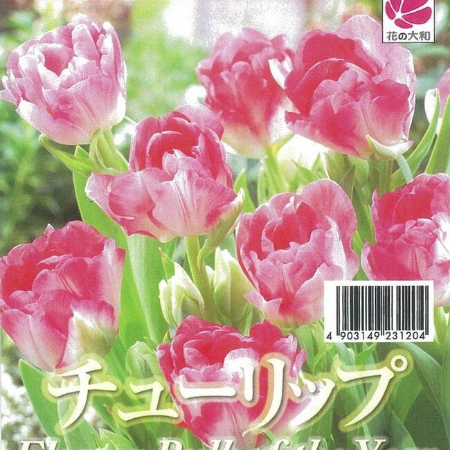 八重咲きチューリップ 【アンジェリケ】 球根 （5球入り） （植え付け時期12月下旬まで）のサムネイル