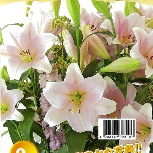 【カリ】 巨大輪 鉄砲百合 球根 (2球入) (植え付け時期9月上旬~3月下旬) 【予約販売】9月下旬以降入荷予定