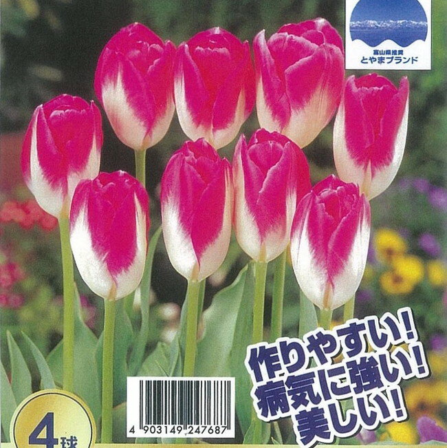 富山産チューリップ 【桃太郎】 球根 （4球入） （植え付け時期12月下旬まで）