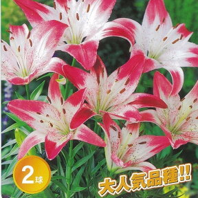 【ロリポップ】 すかしゆり 球根 （2球入り） （植え付け時期10月～翌5月）