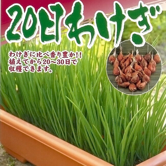 【20日わけぎ】 150g （台湾産） （植え付け時期7月中旬～10月下旬、2月中旬～5月下旬） 【予約販売】7月頃下旬発送予定。